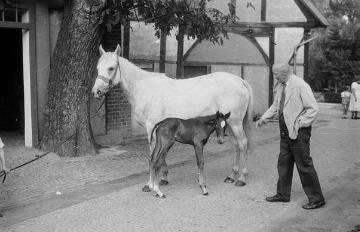 Der Nottulner Tierarzt Dr. Paul Lenfers mit einer Mutterstute, undatiert, Ende 1940er Jahre