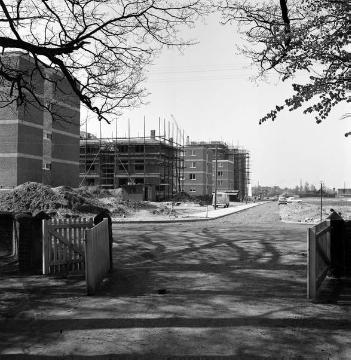 Greven, 1963: Errichtung einer Wohnblocksiedlung auf dem ehemaligen Ackerland von Hof Topphoff - Blick vom Hofgelände auf die Baustelle