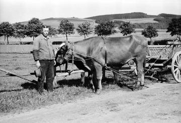 Heuernte im Hochsauerland: Bauer Wegener mit Ochsengespann auf dem Weg zur Wiese in der "Mechterkuse" bei Schmallenberg-Bödefeld, Anfang 1940er Jahre