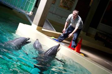 Im Delphinarium, Allwetterzoo Münster: Die Tümmler Nando, Rocko und Palawas mit Trainer Jörg Feldhoff bei der Fütterung im Rückzugsbecken nach einer Vorführung im Sommer 2012 - Schließung des 1974 eröffneten Delphinariums geplant für Ende 2012