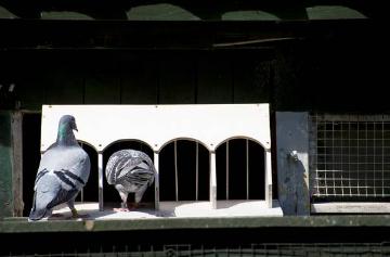 Bei Taubenzüchter Johannes Sandmann in Gelsenkirchen: Brieftauben auf dem Weg in ihren Verschlag