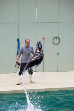 Showtime im Delphinarium, Allwetterzoo Münster: Trainer Wolfgang Brunner während einer Seelöwenschau im Sommer 2012 - Schließung des 1974 eröffneten Delphinariums geplant für Ende 2012