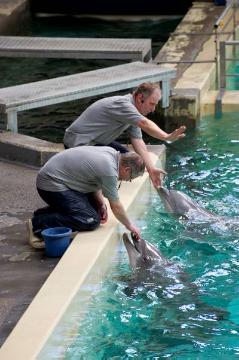 Showtime im Delphinarium, Allwetterzoo Münster: Trainer Jörg Feldhoff und Wolfgang Brunner während einer Delphinschau im Sommer 2012 - Schließung des 1974 eröffneten Delphinariums geplant für Ende 2012