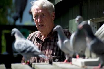 Seit 60 Jahren leidenschaftlicher Taubenzüchter: Der Gelsenkirchener Johannes Sandmann hat ein wachsames Auge auf jede seiner Brieftauben