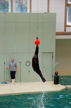Showtime im Delphinarium, Allwetterzoo Münster: Trainer Wolfgang Brunner während einer Seelöwenschau im Sommer 2012 - Schließung des 1974 eröffneten Delphinariums geplant für Ende 2012
