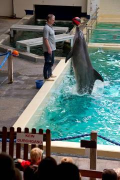 Showtime im Delphinarium, Allwetterzoo Münster: Trainer Jörg Feldhoff während einer Delphinschau im Sommer 2012 - Schließung des 1974 eröffneten Delphinariums geplant für Ende 2012