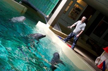 Im Delphinarium, Allwetterzoo Münster: Die Tümmler Nando, Rocko und Palawas mit Trainer Jörg Feldhoff bei der Fütterung im Rückzugsbecken nach einer Vorführung im Sommer 2012 - Schließung des 1974 eröffneten Delphinariums geplant für Ende 2012