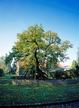 Die tausendjährige Ravenseiche in Raesfeld-Erle: Bis 1573 Femebaum des Freistuhls Assenkamp, Stammumfang 12,5 m, Hohldurchmesser 3 m (Naturdenkmal)