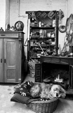 "Werkstatthund" Thymian im Atelier der Keramikmeisterin Barbara Echelmeyer in der Künstlersiedlung Halfmannshof, Gelsenkirchen-Ückendorf, Halfmannsweg 50