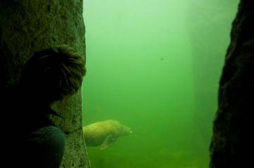 ZOOM Erlebniswelt Gelsenkirchen, Themenbereich Alaska: Kalifornische Seelöwen im "Barrow-Tunnel" 