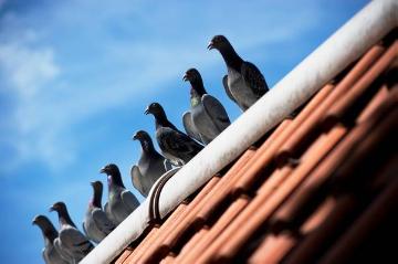 Bei Taubenzüchter Johannes Sandmann in Gelsenkirchen: Heimgekehrte Brieftauben auf dem Dach ihres Taubenhauses