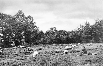 Weidende Schafherde in der Gütersloher Heide bei Avenwedde, undatiert, um 1914?