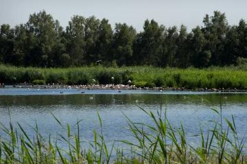 Flachwassersee im Zwillbrocker Venn bei Vreden: Vogelschutzgebiet mit der größten binnenländischen Lachmöwenkolonie und dem nördlichsten Flamingo-Brutgebiet der Welt