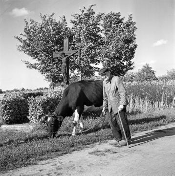 Hausschlachtung bei Bauer Nagel, Raesfeld, 1954