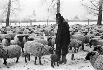 Schafherde beim winterlichen Weidegang, Raesfeld, 1941