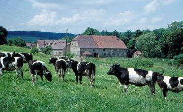 Gut Helmern im Ortsteil Helmern: Rinderherde auf der Hofweide
