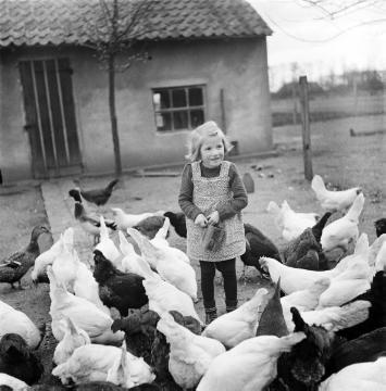 Mädchen beim Hühner füttern auf Hof Paschen (Schnieders), Raesfeld, 1949
