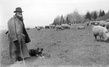 Schäfer Henneke, in Diensten bei Bauer Heller (genannt Schüttte), mit seiner Herde auf Weidegang im Schmallenberger Sauerland, 1919
