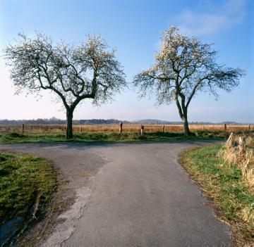 Vogelschutzgebiet Rieselfelder (seit 1978), Wegebereich mit Apfelbaumallee