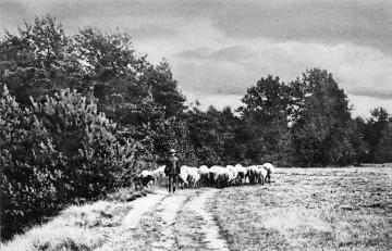 Heimkehrende Schafherde in der Gütersloher Heide bei Avenwedde, undatiert, um 1914?