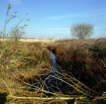 Vogelschutzgebiet Rieselfelder (seit 1978), Feuchtwiesenbereich mit Kleingewässer