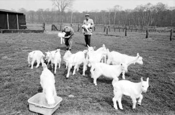 Ziegenzüchter Wilhelm Berkau und Frau auf ihrer Weide in Castrop-Rauxel-Ickern, 1969.