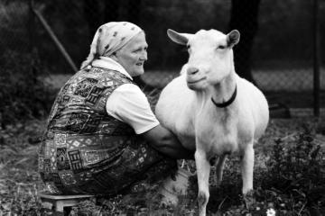 Ziegenzüchterin Frau Berkau beim Melken, Castrop-Rauxel-Ickern, 1969.