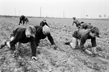 Kinder bei der Feldarbeit, Castrop-Rauxel-Schwerin, um 1955.