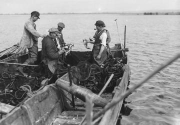 Fischfang im Dümmersee. Hauptbeute der Fischer: Schleie, Hecht, Brasse, Barsch und Aal, Mai 1925.