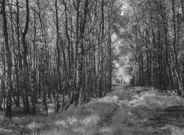 Waldweg im Venner Moor, Mai 1933.