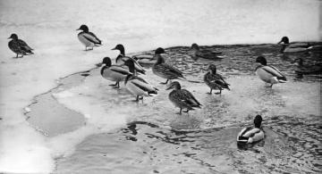 Vögel der Binnengewässer: Stockenten auf einem vereisten Teich - Beispiel für den Einsatz von Tierfotografien im Biologieunterricht. Ohne Ort, ohne Datum, Fotograf nicht benannt.