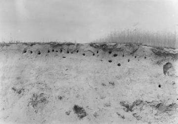 Nistkolonie der Uferschwalbe (Hirunda riparia) in einer Sandwand in der "Bauerschaft Bockolt bei der Schifffahrt", Juli 1917. Nistplatzdokumentation des Ornithologen Dr. Hermann Reichling.