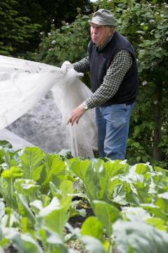 Menschen in Brochterbeck: Hobbygärtner Ewald Kluck begutachtet das Kohlbeet in seinem Garten am Kleeweg, Sommer 2015.
