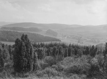 Der Krähenhagen bei Eslohe, 1930.