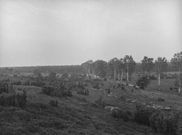 Die Westruper Heide bei Haltern, Sep. 1927.