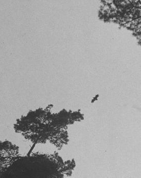 Dr. Hermann Reichling, ornithologische Studien: Flugbild des Seeadlers (Haliaeetus albicilla) - Darß, Juni 1929. Ausschnittvergrößerung von Bild Nr. 13_853.