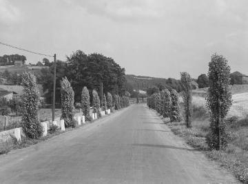 Landstraße mit Pappelallee bei Vlotho-Valdorf, Juli 1936.