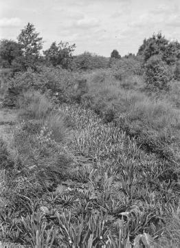 Das Rüschendorfer Moor westlich des Dümmersees. Moorgraben mit Krebsscheren (Stratiotes aloides L.), ca. 1930/40.