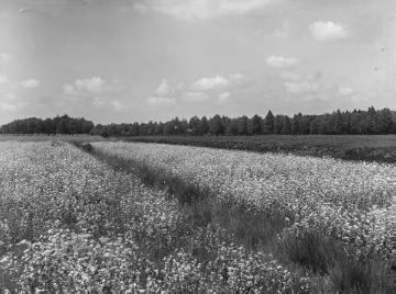 Das Wietmarscher Moor, 1944.