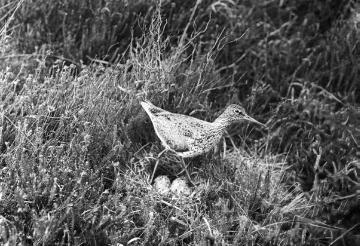 Vögel der Sümpfe und Moore: Rotschenkel [Schnepfenvogel] am Nest - Beispiel für den Einsatz von Tierfotografien im Biologieunterricht. Ohne Ort, ohne Datum, Fotograf nicht benannt.