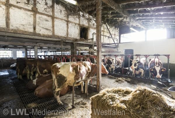 10_13143 Landwirtschaft in Westfalen - Milchviehzucht auf Hof Bieke, Lennestadt