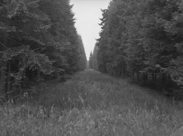 Waldschneise im Forst Neuenheerse im Eggegebirge, 1937.