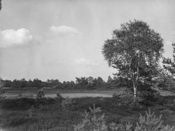 Das Bourtanger Moor bei Groß Hesepe, ca. 1935.
