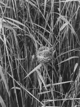 Jungkuckuck im Nest eines Teichrohrsängers - Huronensee, Naturschutzgebiet Gelmerheide bei Münster. Dokumentation des Ornithologen Dr. Hermann Reichling, Juli 1931.