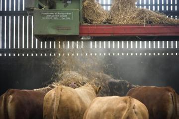 Maschinelle Stroheinstreuung im modernen Tretmiststall auf Hof Heinrich Heitmann, Emsdetten - Rinderzucht- und Mastbetrieb mit einem Viehbestand von bis zu 400 Tieren