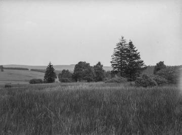 Schrammer Heide und Giller in der Hofginsberger Heide bei Hilchenbach, 1929.