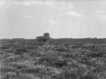 Moor westlich des Dümmersees, Juni 1941.