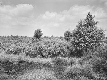 Das Zwillbrocker Venn, Hochmoorgebiet bei Vreden, Juni 1935.