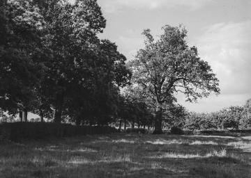 Eiche auf einem Bauernhof bei Anholt, 1936.