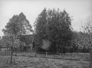 Stechpalmen auf Hof Aschenstedt bei Dötlingen, 1927.